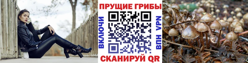 Псилоцибиновые грибы Psilocybine cubensis Борисоглебск